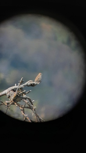 iNaturalist observation photo of Lark Sparrow