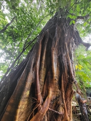 Ficus insipida