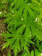 Aconitum septentrionale