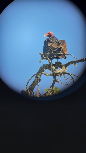 iNaturalist observation photo of Turkey Vulture
