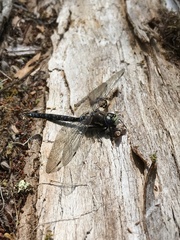 Rhionaeschna variegata