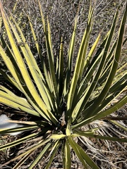 Yucca baccata