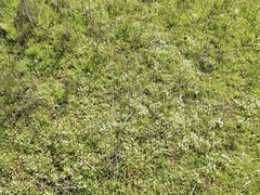 Bryum argenteum