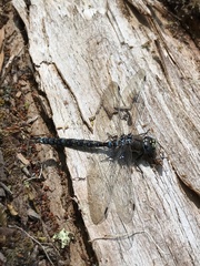 Rhionaeschna variegata