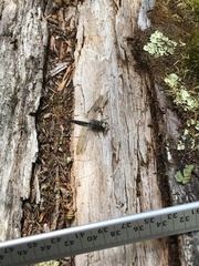 Rhionaeschna variegata