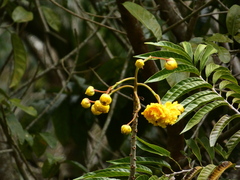 Magnoliopsida
