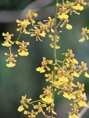 Oncidium chrysomorphum