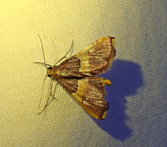 Endotricha mesenterialis