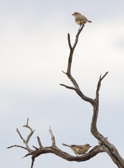 Aphelocephala leucopsis