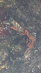 Botrylloides violaceus