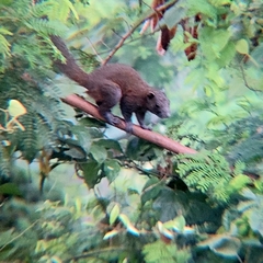 Callosciurus caniceps
