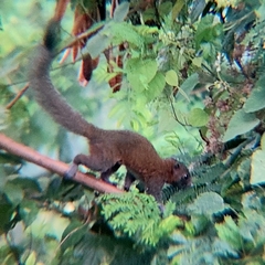Callosciurus caniceps