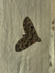 Lepidoptera