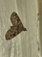 Lepidoptera