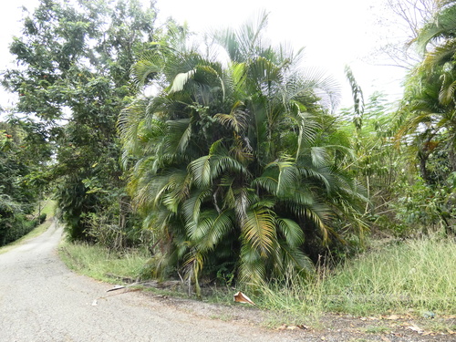 Areca Palm