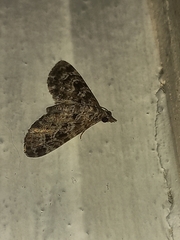 Lepidoptera