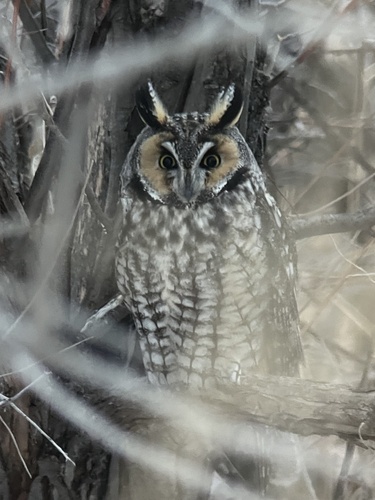 Long-eared Owl