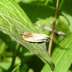 Eucosma umbrastriana