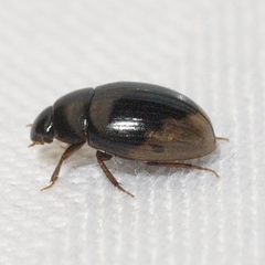 Cercyon praetextatus