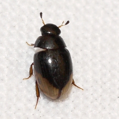 Cercyon praetextatus