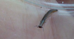 Chordeuma