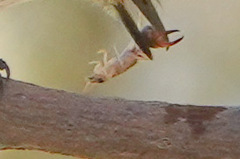 Labidura riparia