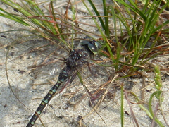 Gomphaeschna furcillata