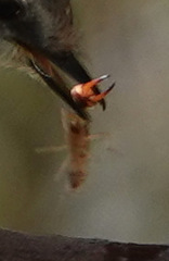 Labidura riparia