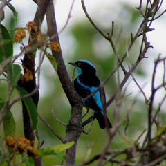 Dacnis lineata