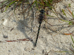 Gomphaeschna furcillata