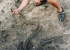 Python natalensis