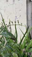 Andrographis paniculata