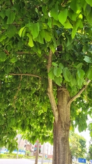 Pterygota brasiliensis