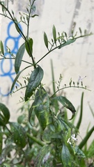 Andrographis paniculata
