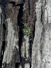 Phaeophyscia