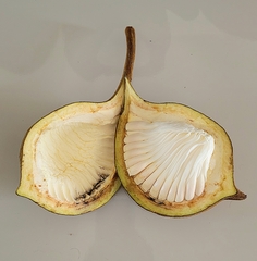 Pterygota brasiliensis