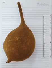 Pterygota brasiliensis