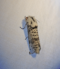 Endoxyla eumitra