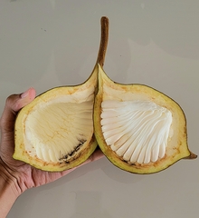 Pterygota brasiliensis