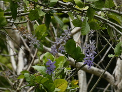 Petrea volubilis