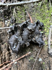 Craterellus calicornucopioides