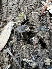 Craterellus calicornucopioides