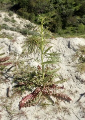 Caulanthus heterophyllus