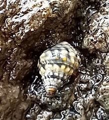 Littorininae