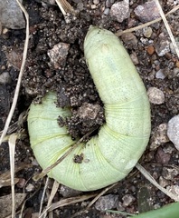 Proserpinus terlooii