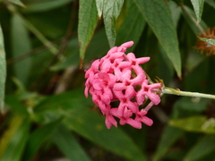 Arachnothryx leucophylla
