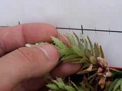 Epilobium pycnostachyum