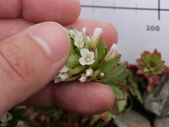 Epilobium pycnostachyum