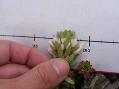 Epilobium pycnostachyum