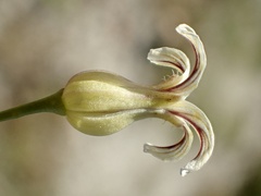 Caulanthus heterophyllus